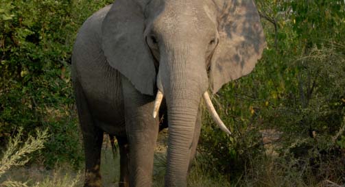 Elephant in Botswana