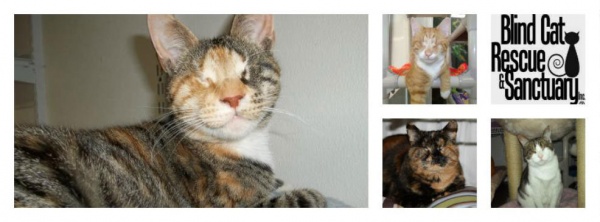 blind cats rescue sanctuary
